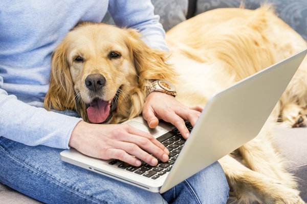 Man med laptop och golden retriever i knät