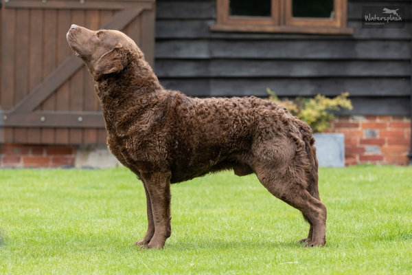 chesapeake bay retriever uppställd