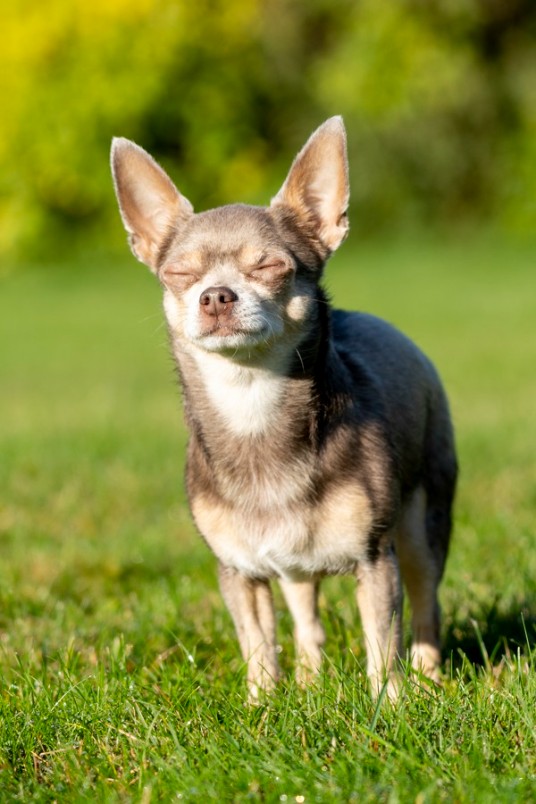 Hund på BPH