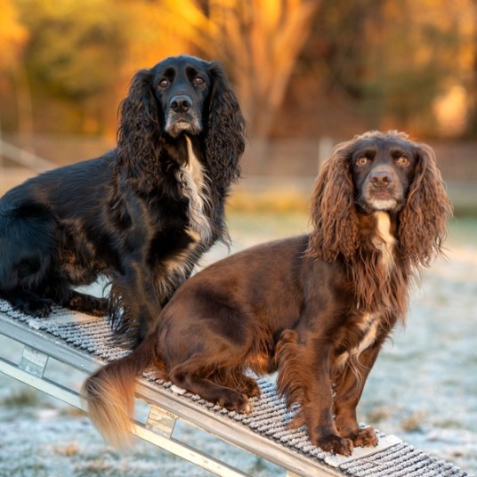 Cocker spaniel på balanshinder