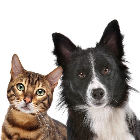 Katt och hund