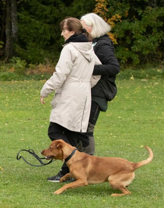 Hund på BPH