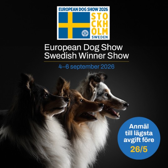 Två shelties på svart bakgrund och logotyper