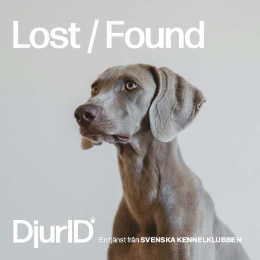 Weimaraner som tittar åt sidan och texten Lost/Found
