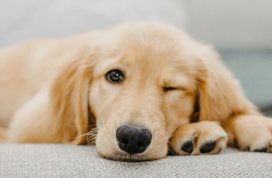 Golden retriever-valp som blinkar med ena ögat