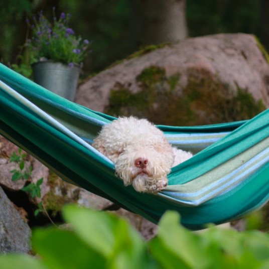 Hund i hängmatta