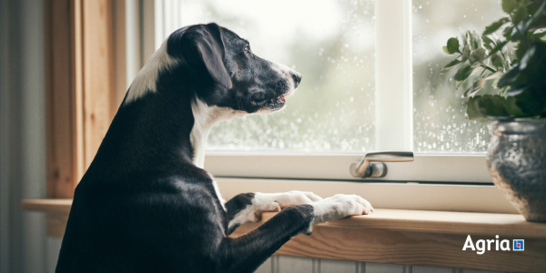 Stor svart hund med vita fläckar som står på bakbenen och tittar ut genom fönstret.