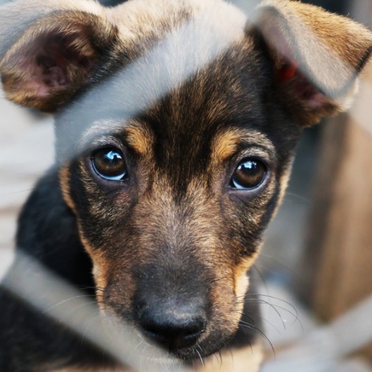 Hundvalp bakom galler