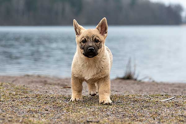 Västgötaspets på strand